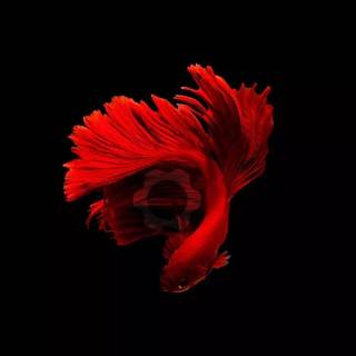 Red theme iPhone wallpaper