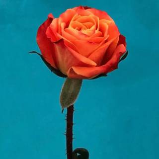 iPhone 11 orange wallpaper