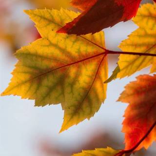 iPhone 11 orange wallpaper