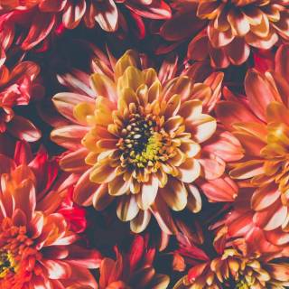 iPhone 11 orange wallpaper