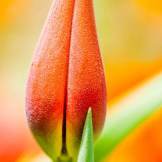 iPhone 11 orange wallpaper