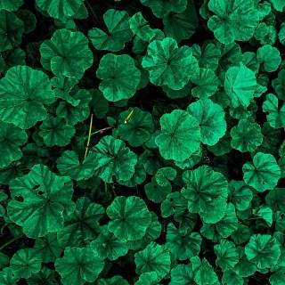 iPhone FHD wallpaper