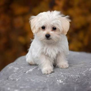 Maltese puppy wallpaper