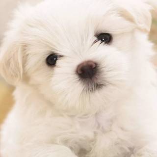 Maltese puppy wallpaper