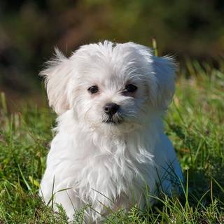 Maltese puppy wallpaper
