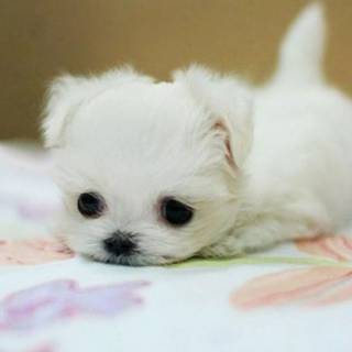 Maltese puppy wallpaper