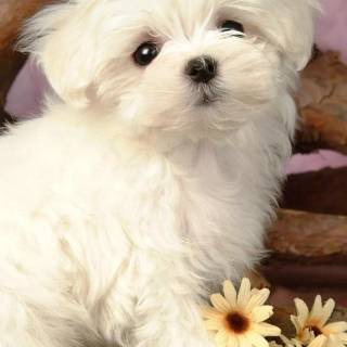 Maltese puppy wallpaper