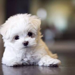 Maltese puppy wallpaper