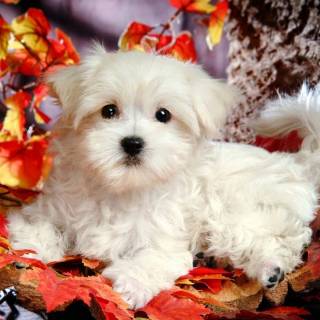 Maltese puppy wallpaper