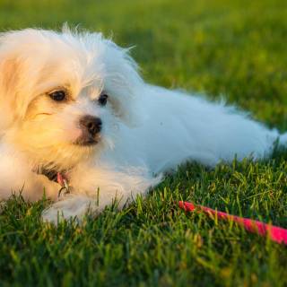 Maltese puppy wallpaper