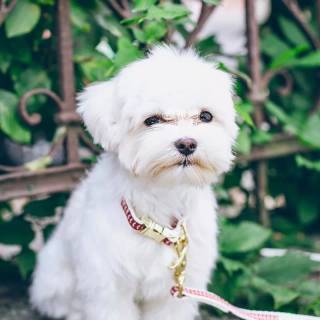 Maltese puppy wallpaper