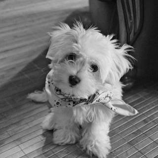 Maltese puppy wallpaper