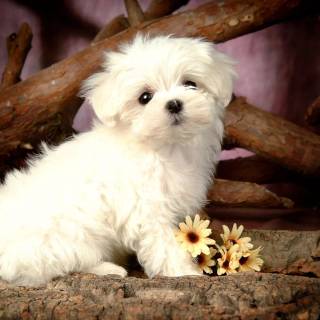 Maltese puppy wallpaper