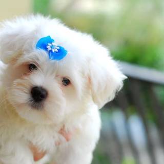Maltese puppy wallpaper