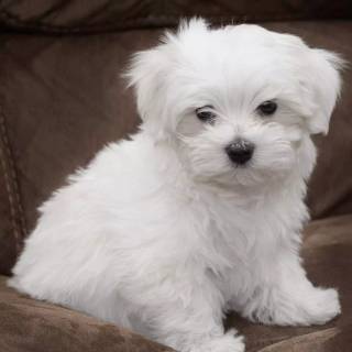 Maltese puppy wallpaper