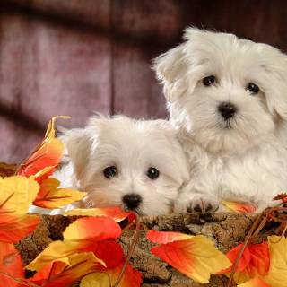 Maltese puppy wallpaper
