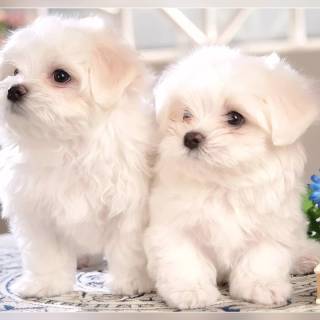 Maltese puppy wallpaper