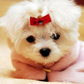 Maltese puppy wallpaper