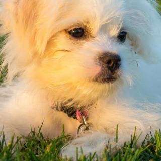 Maltese puppy wallpaper