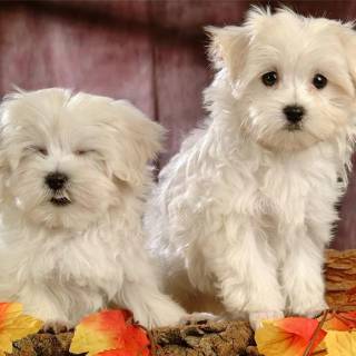 Maltese puppy wallpaper