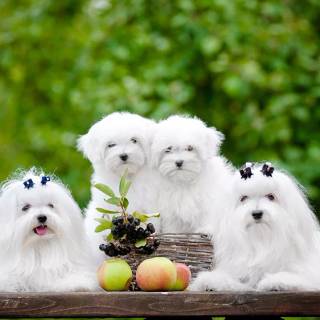 Maltese puppy wallpaper
