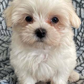 Maltese puppy wallpaper