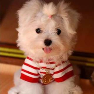 Maltese puppy wallpaper