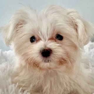 Maltese puppy wallpaper