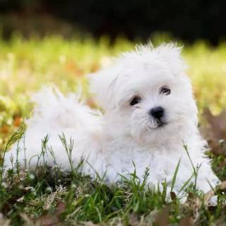 Maltese puppy wallpaper