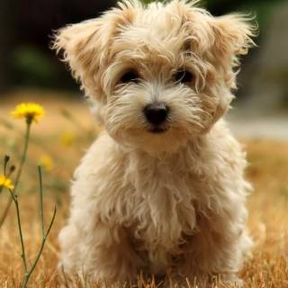 Maltese puppy wallpaper