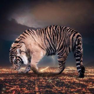Lightning tiger wallpaper