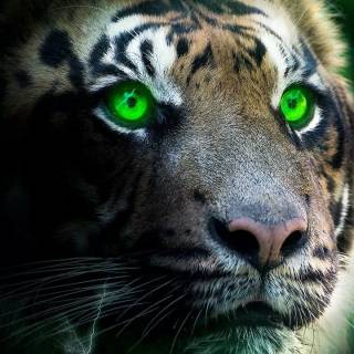 Lightning tiger wallpaper