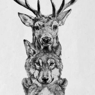 Deer drawing wallpaper