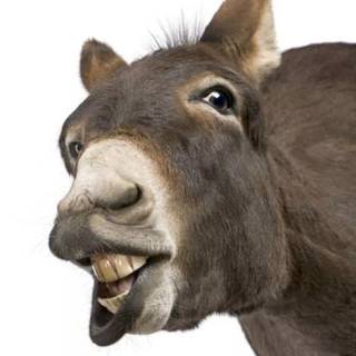 Donkey meme wallpaper