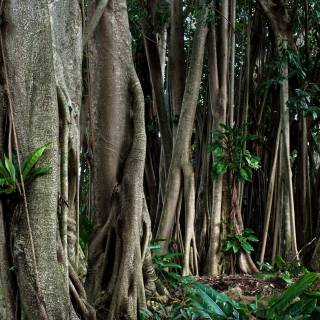 Rubber tree wallpaper