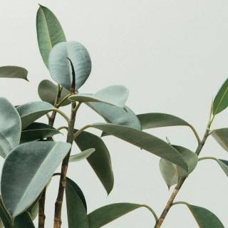 Rubber tree wallpaper