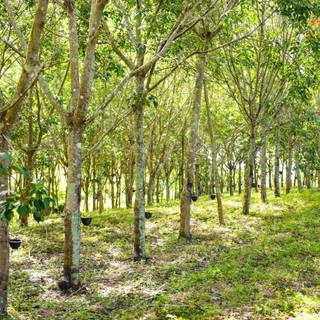 Rubber tree wallpaper