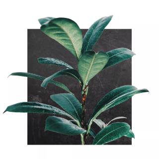 Rubber tree wallpaper