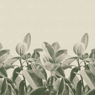 Rubber tree wallpaper