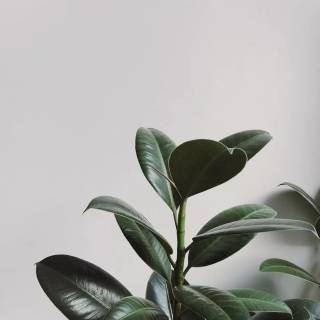 Rubber tree wallpaper