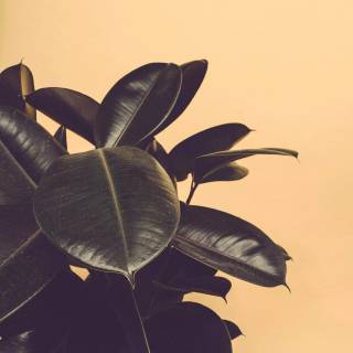 Rubber tree wallpaper