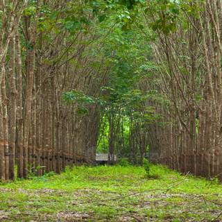 Rubber tree wallpaper