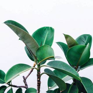 Rubber tree wallpaper