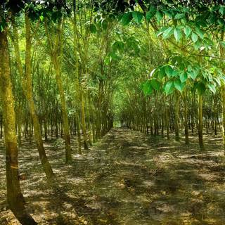 Rubber tree wallpaper