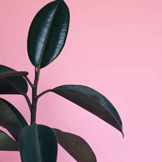 Rubber tree wallpaper