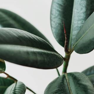 Rubber tree wallpaper