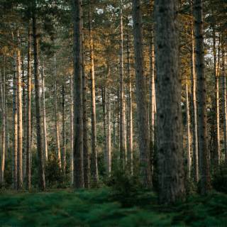 Rubber tree wallpaper