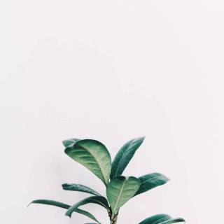 Rubber tree wallpaper