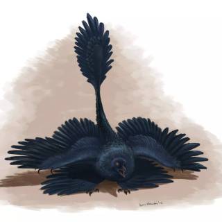 Microraptor wallpaper