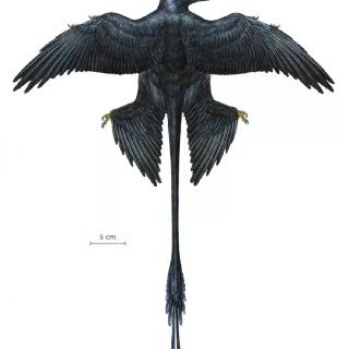 Microraptor wallpaper